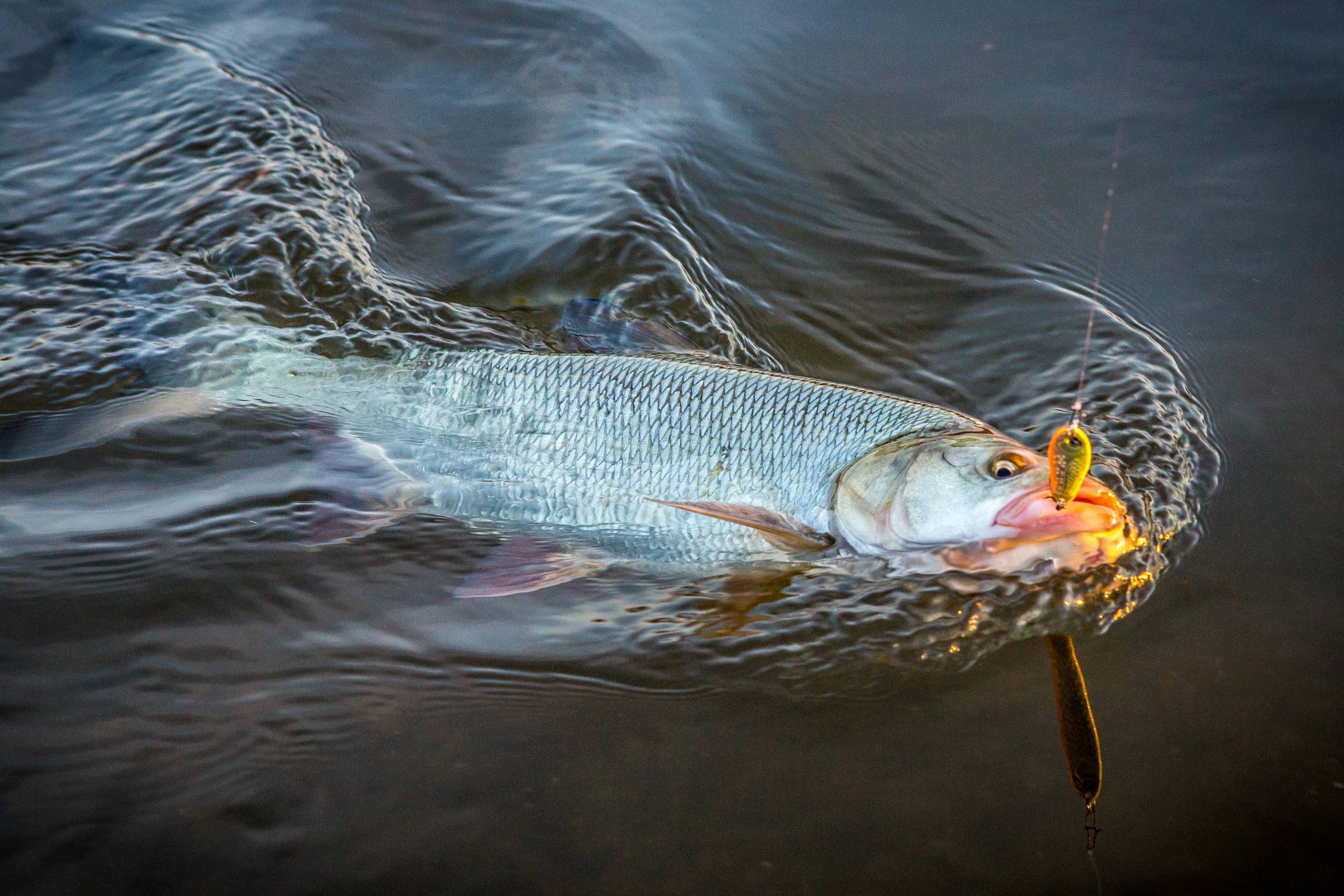 Рыбалка в новосибирской области — водоемы, снасти, тактика