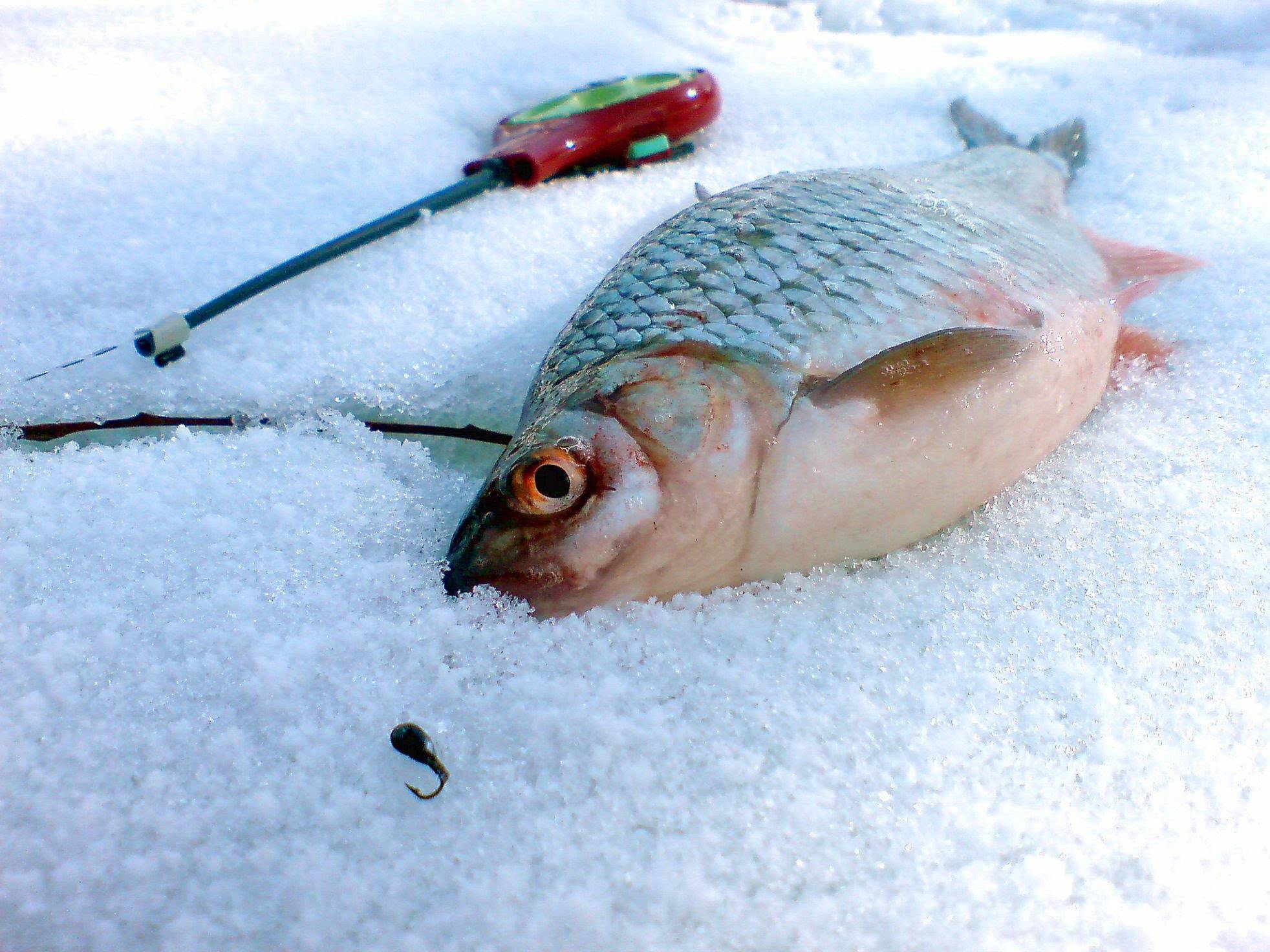 Как поймать пескаря рыбалка карасевый пруд - как лучше всего использовать