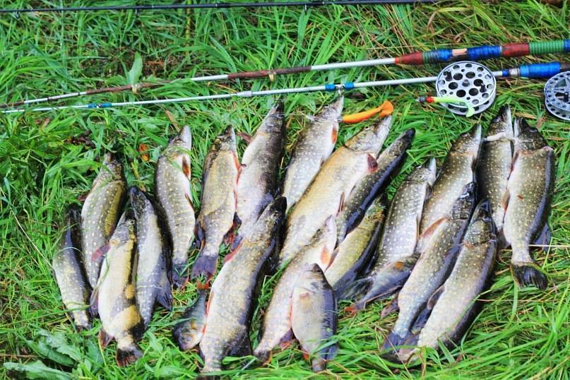 Рыбалка в смоленской области 2019: отчеты, платные и бесплатные места