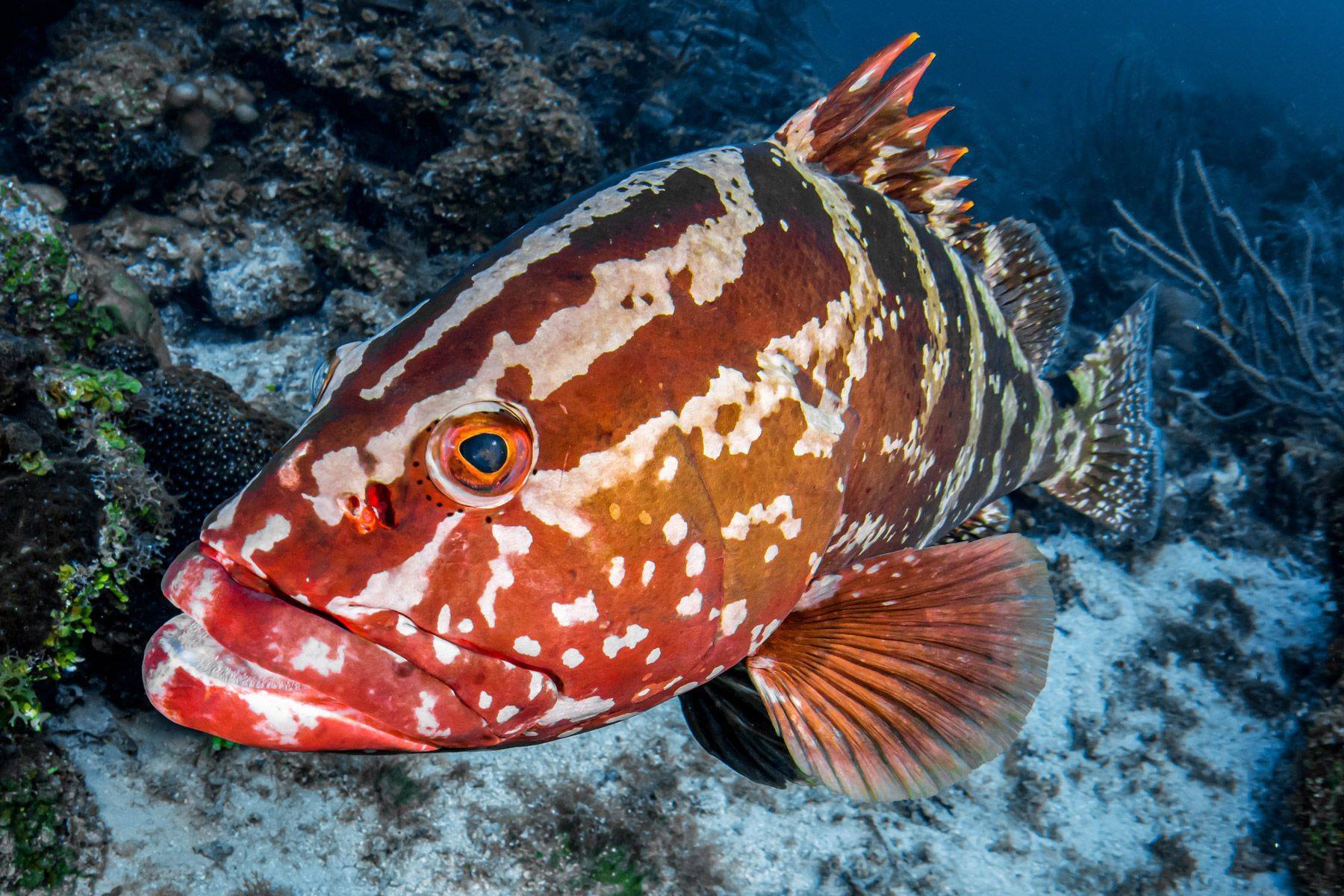 Рыба групер: фото, размеры, рецепты приготовления