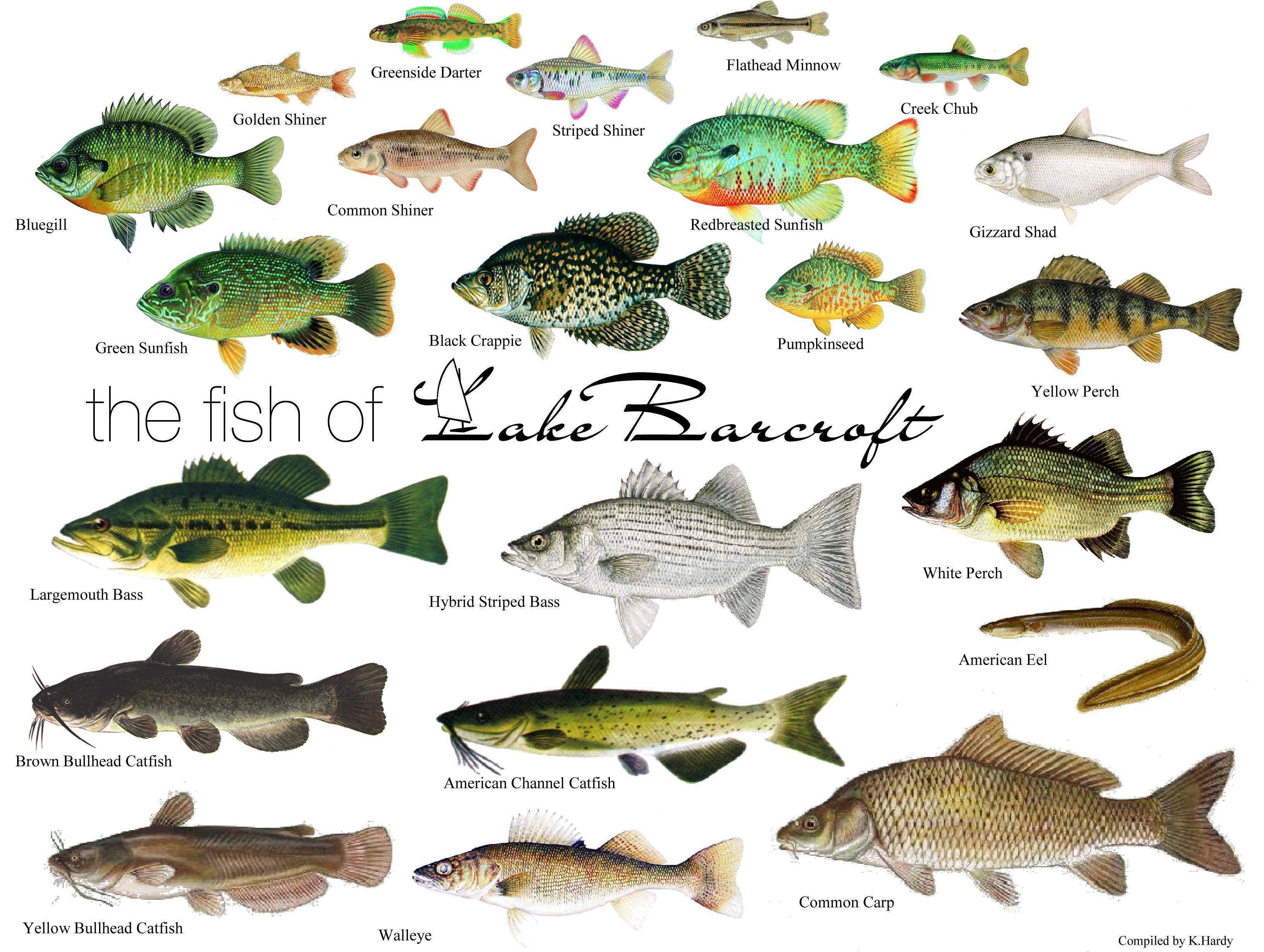 Рыболовные снасти - основные виды и правила использования
рыболовные снасти - основные виды и правила использования