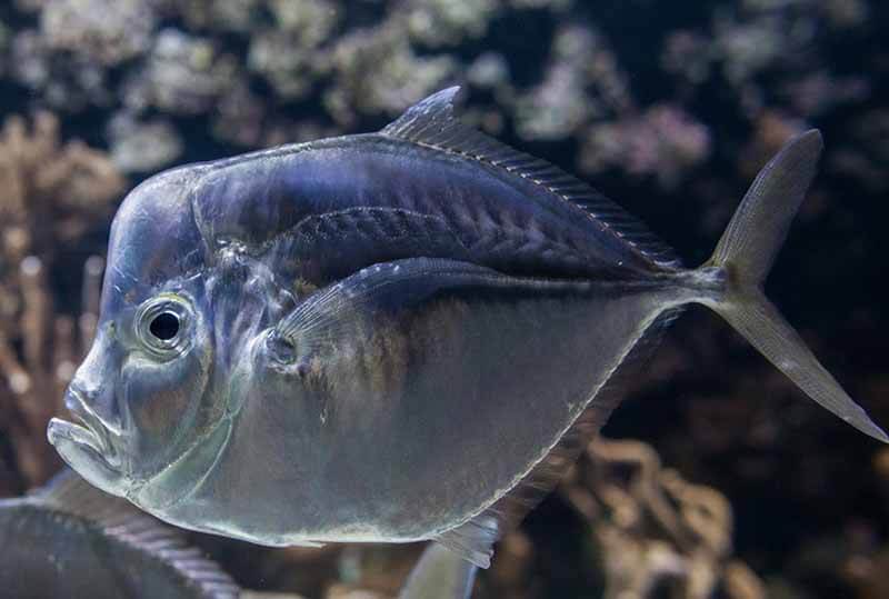Вомер рыба. описание, особенности, среда обитания и фото рыбы