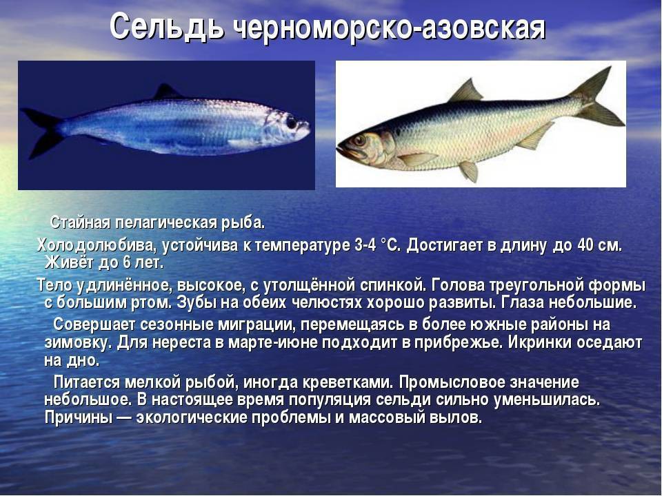 Молочная рыба фото где водится и описание