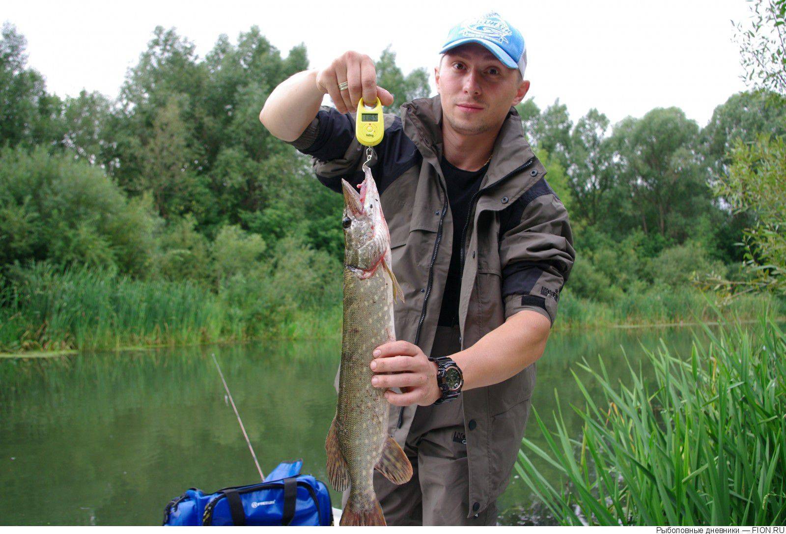 Рыбалка на оке в рязанской области: отчеты, базы, места - суперулов - интернет-портал о рыбалке
