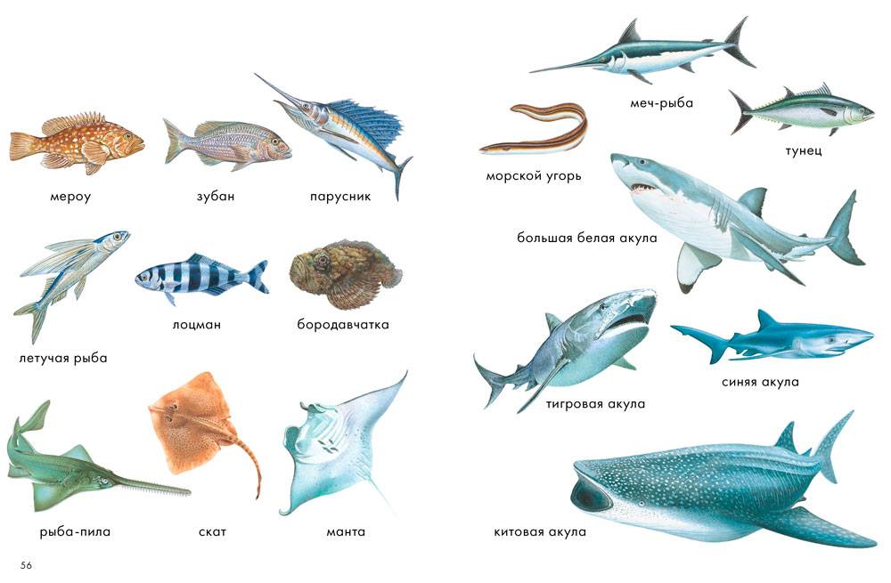 Морские рыбы: картинки, семейства, названия, места обитания