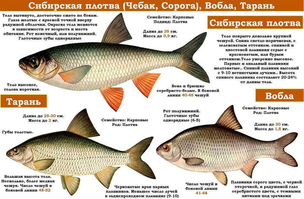 Карась - описание рыбы, характеристики, фото