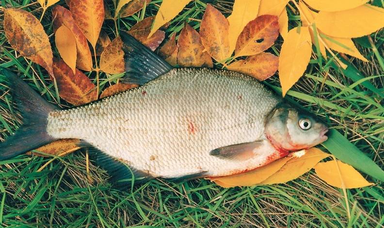 Ловля леща осенью на фидер: особенности и секреты рыбалки