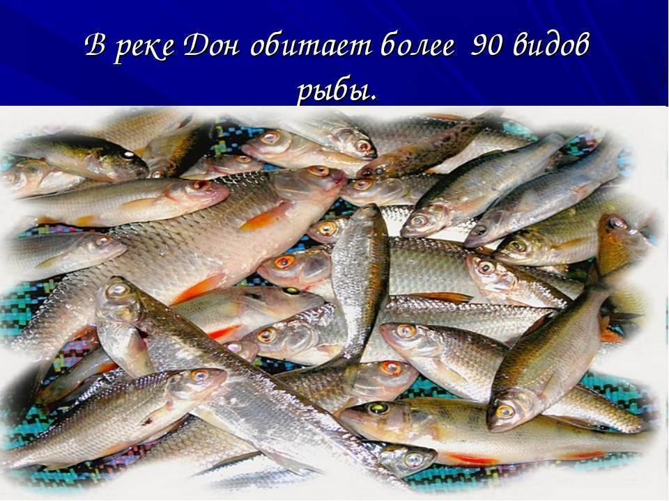 15 лучших рыболовных мест в ростовской области. бесплатные и платные | животный мир