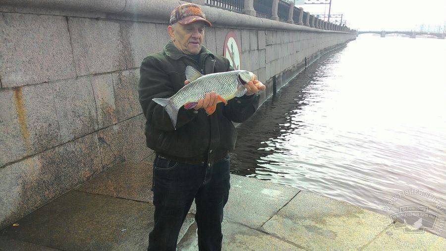 Рыбалка в санкт-петербурге и окрестностях. форум, отчеты спб