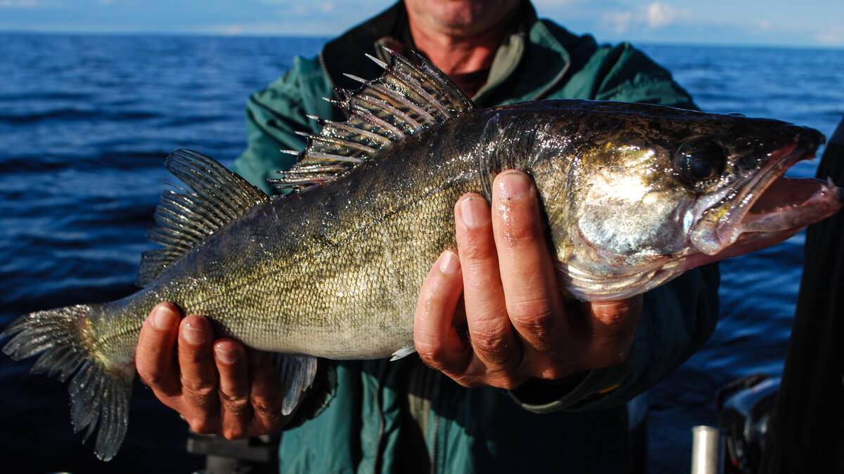 Рыбалка в карелии 2022 | базы, дикарем, летом, запрет, реки