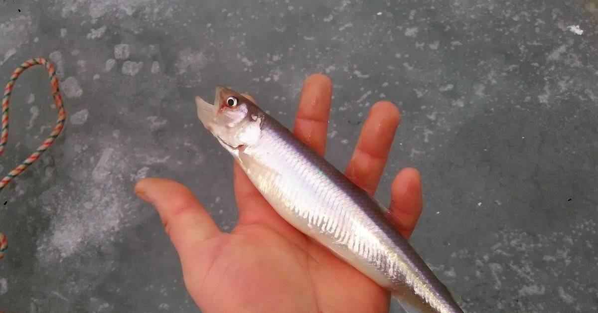 Рыба корюшка: описание разновидностей, где водится и чем питается, особенности рыбалки