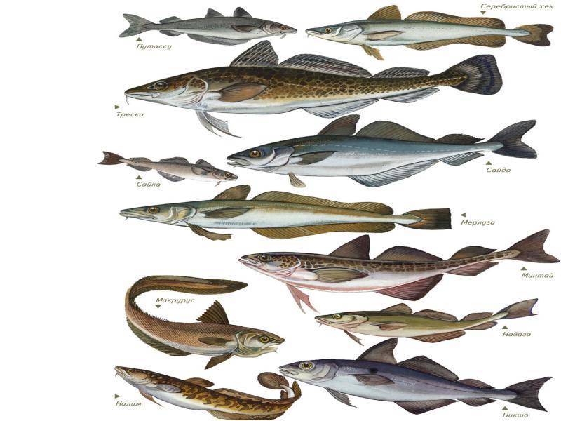 Рыба тресковых пород. рыба семейства тресковых: особенности, виды, среда обитания
