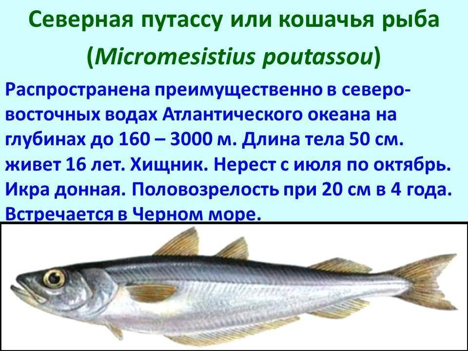 Рыбы тресковых пород — перечень названий, места обитания, список видов, фото