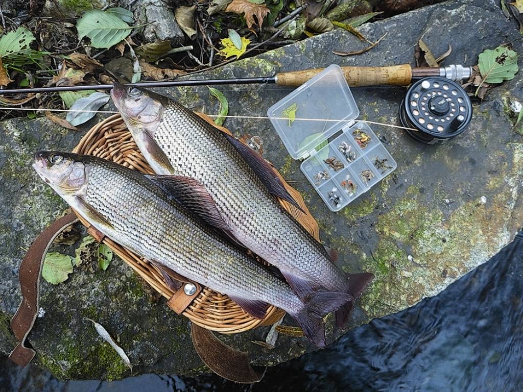 Рыбалка в кемеровской области – самые уловистые места и видовое разнообразие рыб