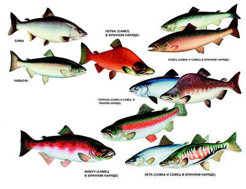 Виды красной рыбы самые распространенные :: syl.ru