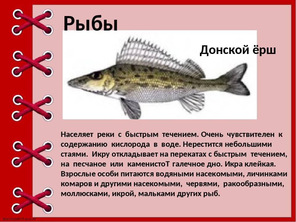Шамайка – редкая азовская рыба