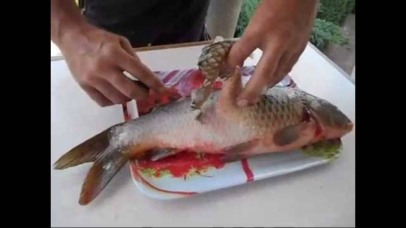 ✅ как чистить леща: как быстро почистить рыбу от чешуи, как правильно выпотрошить в домашних условиях - tehnoyug.com