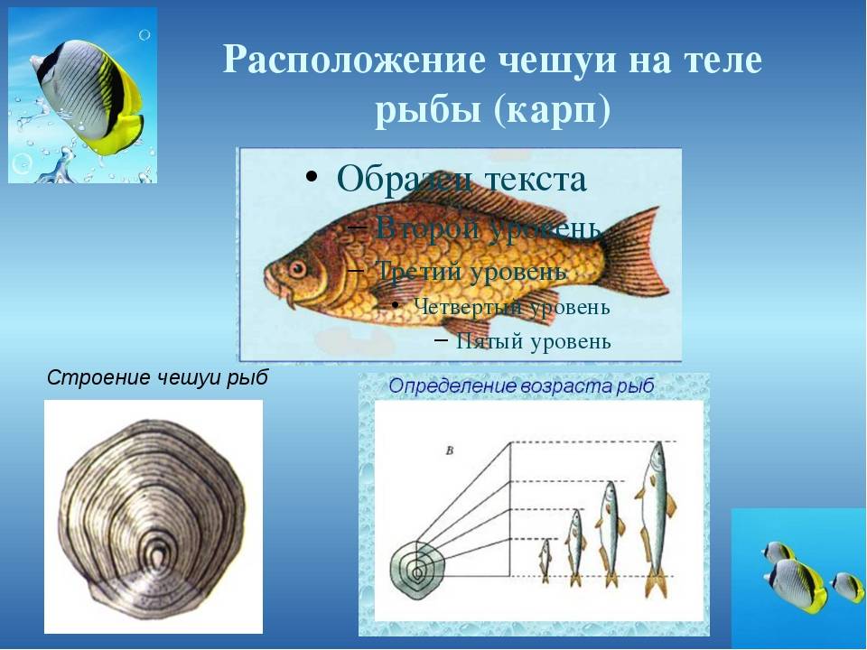 Как расположена чешуя на теле рыбы какое. Строение чешуйки окуня. Чешуйка рыбы биология 7 класс. Строение чешуи рыбы. Расположение чешуи на теле рыбы.