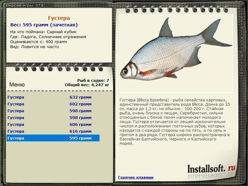 Рыба лещ: описание, интересные факты, фото, как выглядит, где обитают, размеры