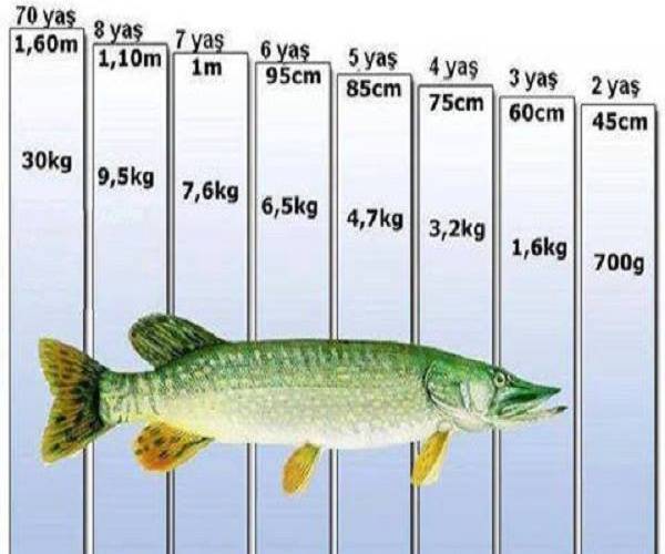 Самый большой карась в мире: его фото и вес, сколько весит самый крупный карась в россии, какой максимальный вес рыбы, пойманной на удочку