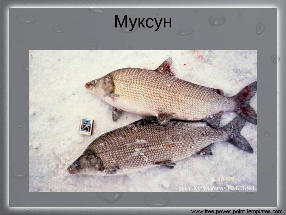 Муксун рыба фото описание