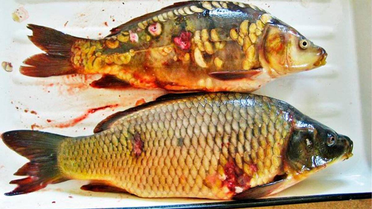 Аквариумные рыбки и их болезни