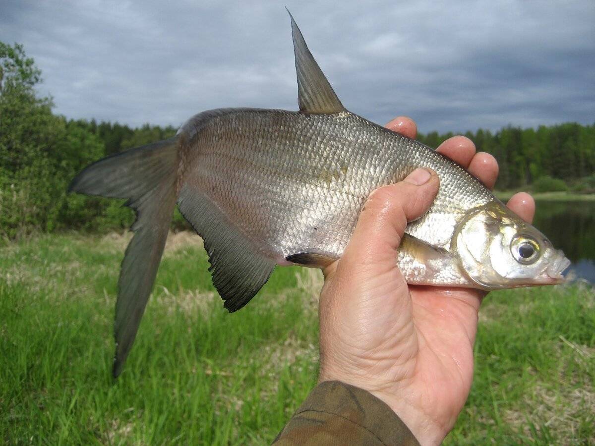 Рыба сопа: описание, места обитания, ловля : labuda.blog
