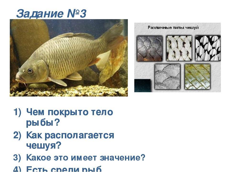 Как определить свежесть рыбы: на что обратить внимание?
