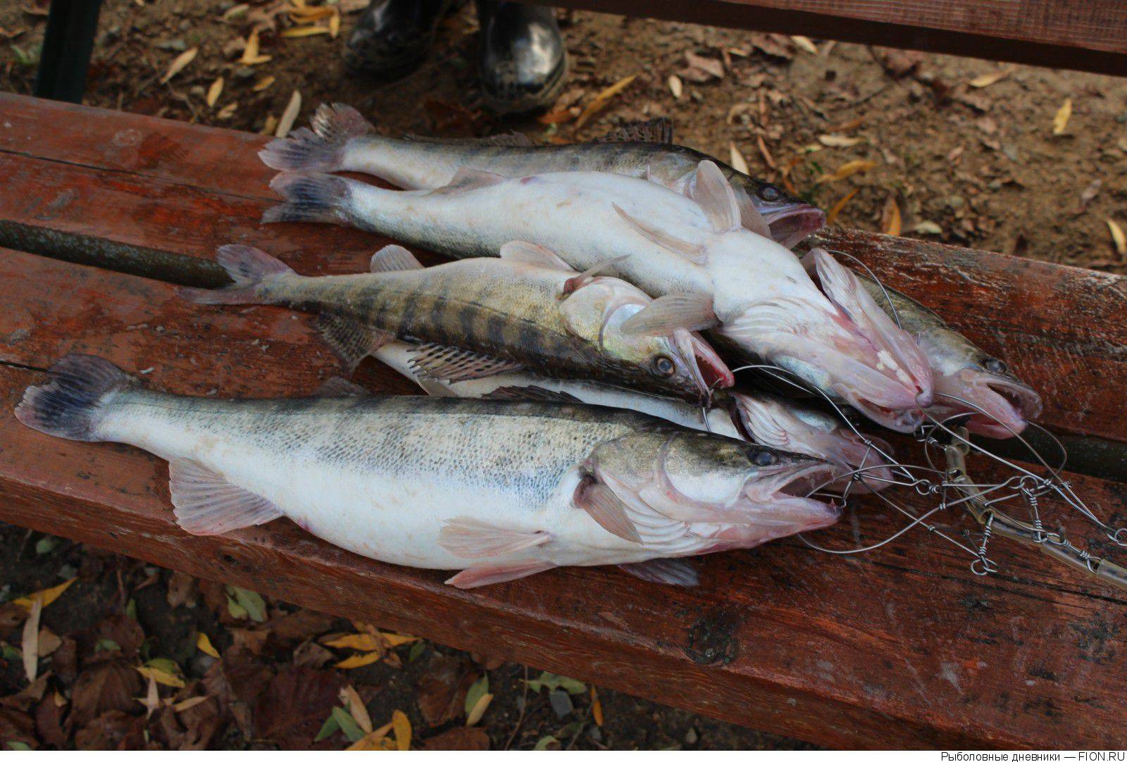 Рыбалка в ростовской области - читайте на сatcher.fish
