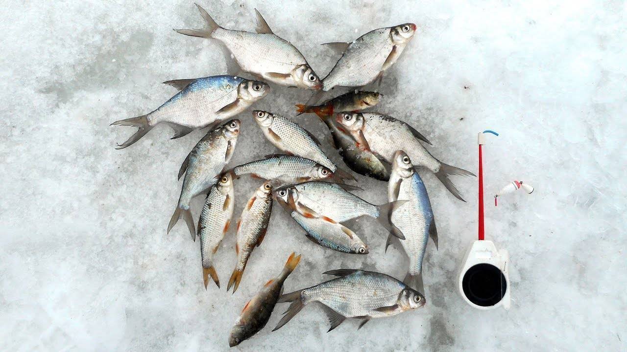 Ловля голавля зимой - техника и нюансы ловли, места зимовки рыбы