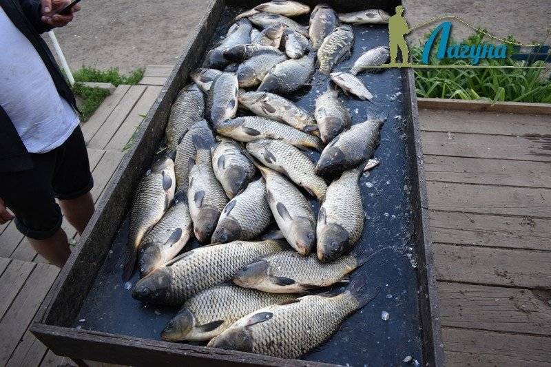 ✅ рыбалка в алмазово московской области щелковский район - danafish.ru