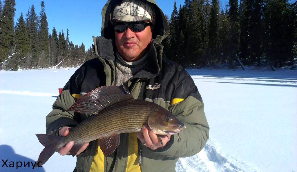 Зимняя рыбалка в коми: правила ловли, отчеты и отзывы