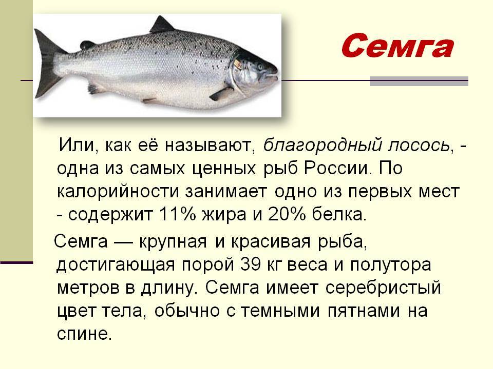 Чем полезна и где обитает рыба нерка?