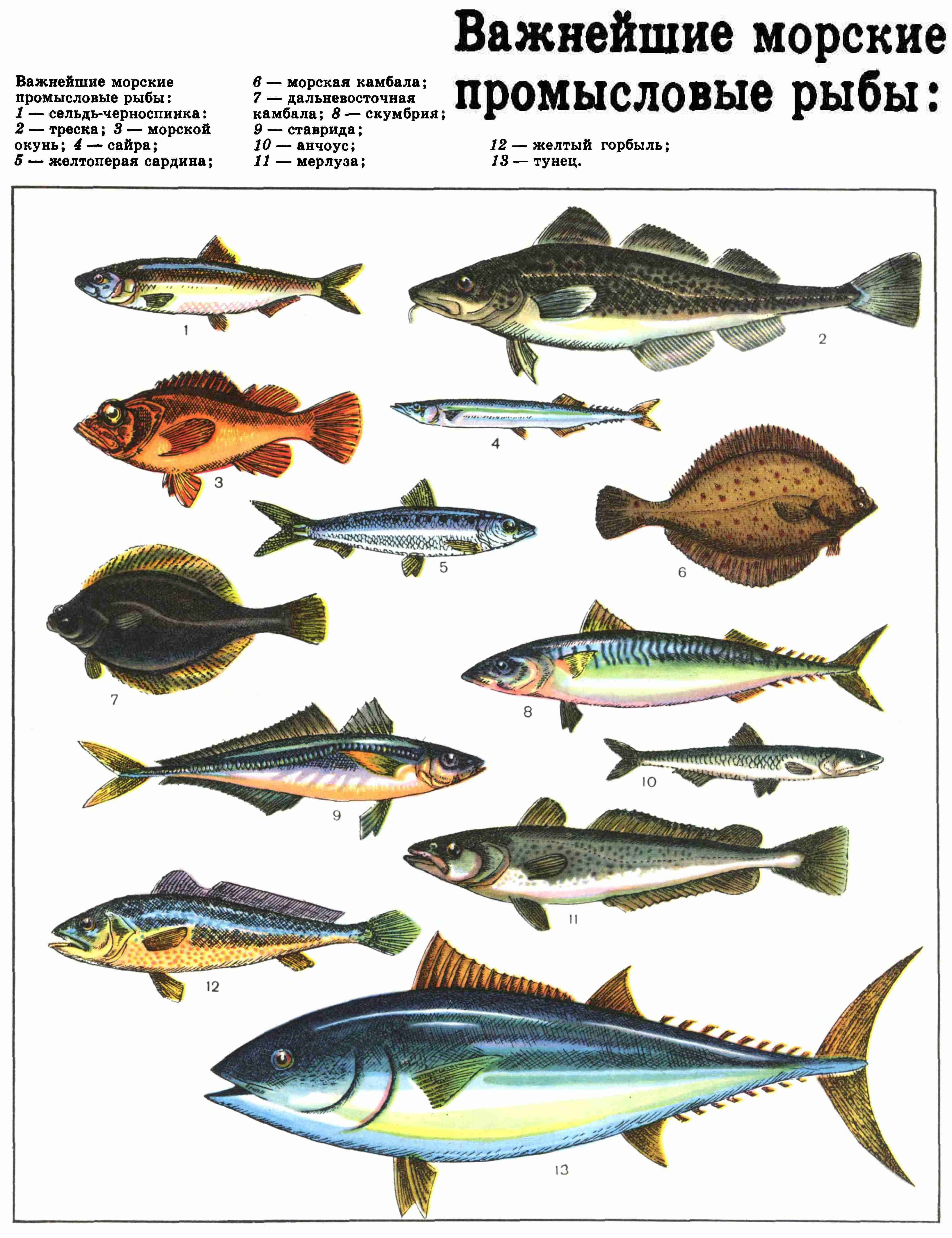 Самые популярные морские рыбы: названия, описание и фото