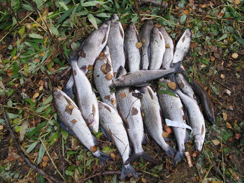 Рыбалка на горбушу в реках кольского полуострова - flyfishalex.ru