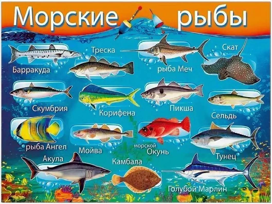 Фото морских рыб с названиями для детей