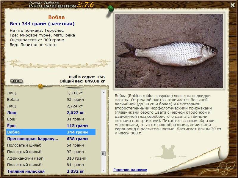 Плотва: характеристика, описание и значение рыбы