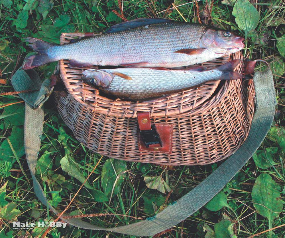 Архангельск - календарь рыболова. рыбалка в архангельске, график клёва рыбы.