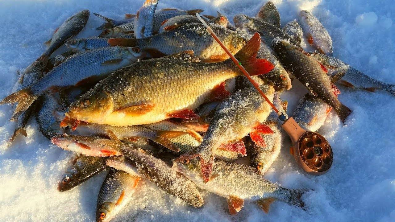 Рыбалка во владивостоке: что и где ловится, советы и секреты рыбаков