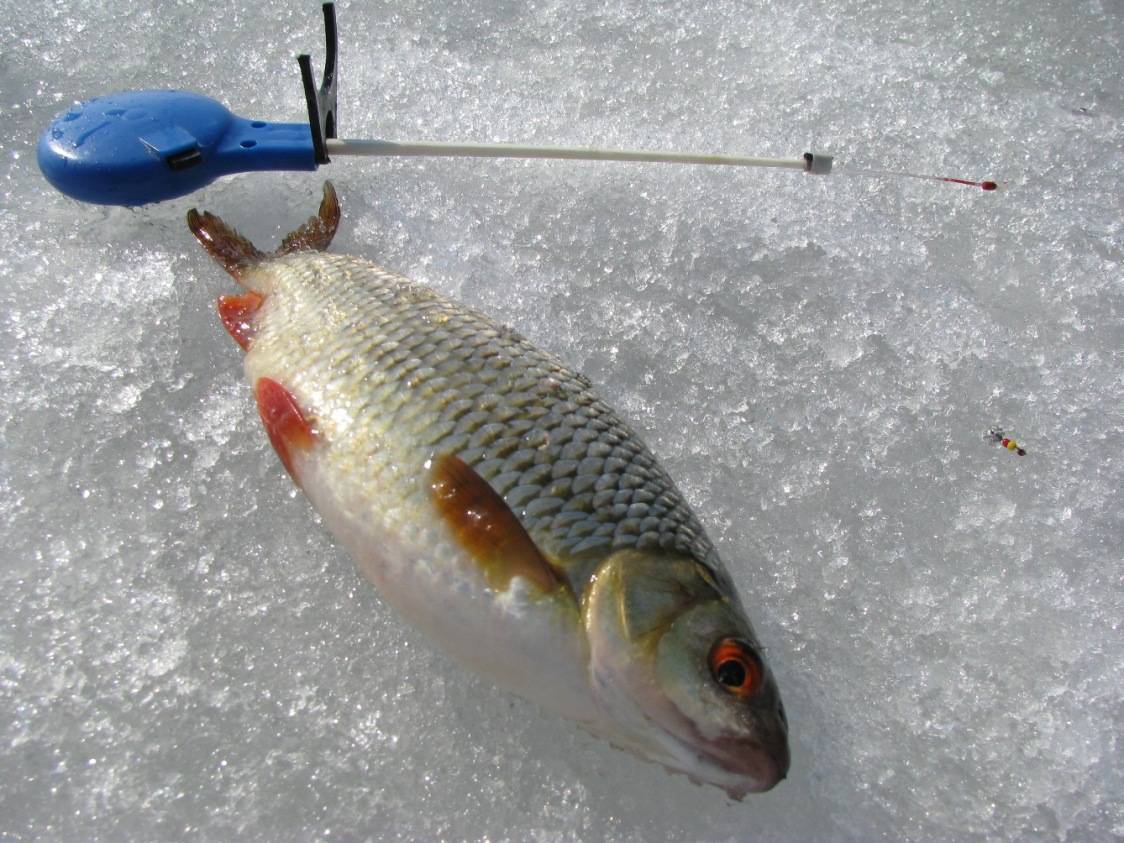 Ловля плотвы зимой на мормышку: узнайте все тонкости зимней рыбалки на плотву