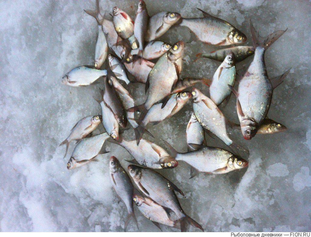 Рыбалка на яузском водохранилище: описание местных видов рыб, обзор баз пудыши и других мест отдыха