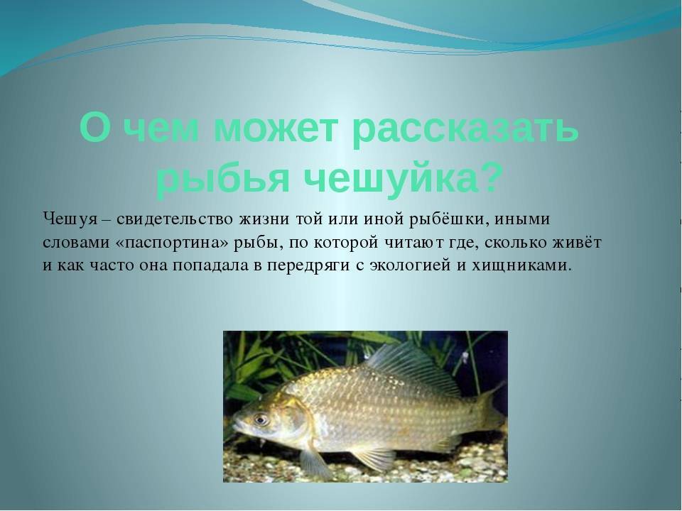 Рыбы без чешуи. названия описания и виды рыб без чешуи - jurnalodache