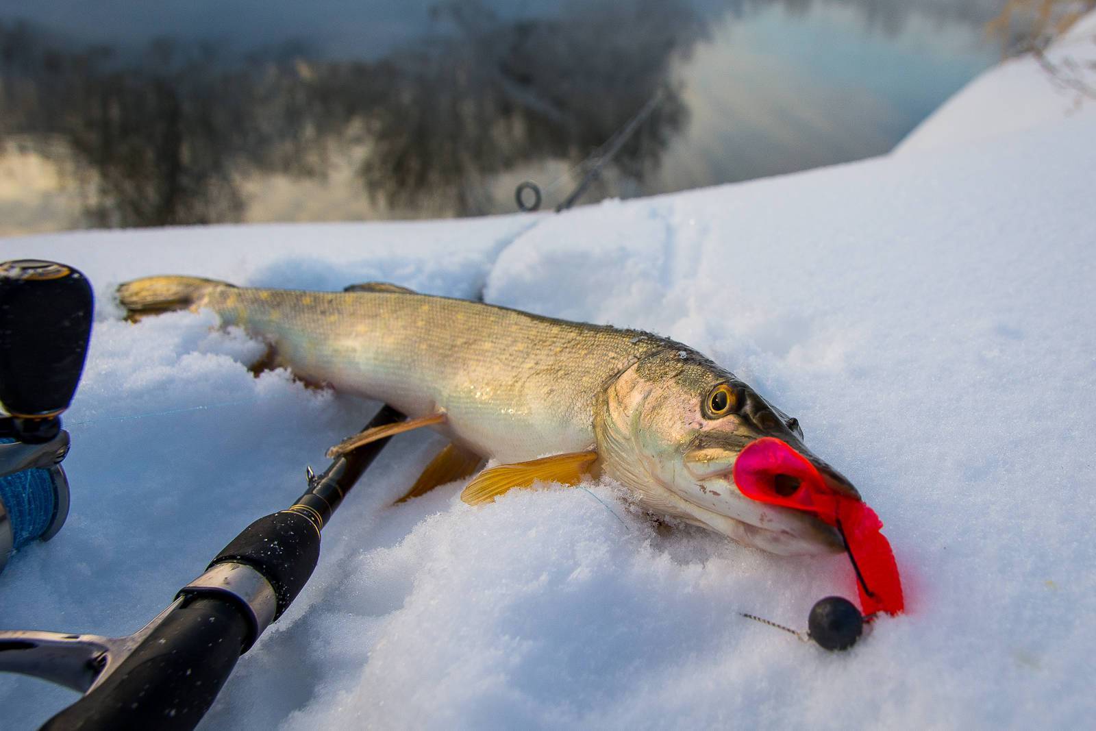 Зимняя рыбалка в феврале на щуку судака леща пескаря окуня