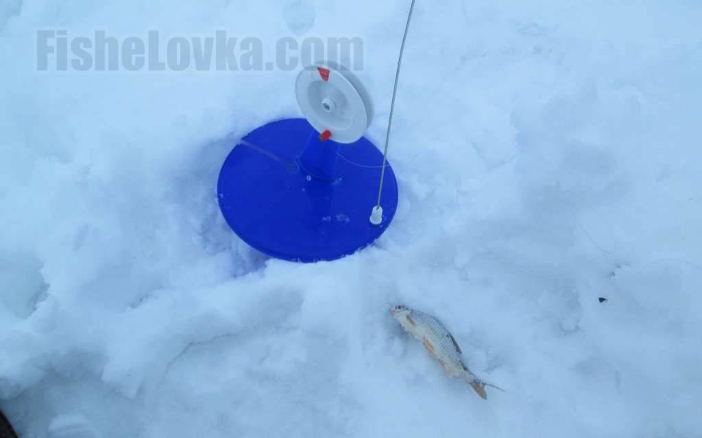 Использование живца для жерлиц. моменты, которые должен знать каждый зимний рыболов.