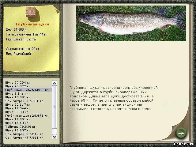 Белорыбица: что за рыба, где водится, как готовить и как рыбачить на нее?