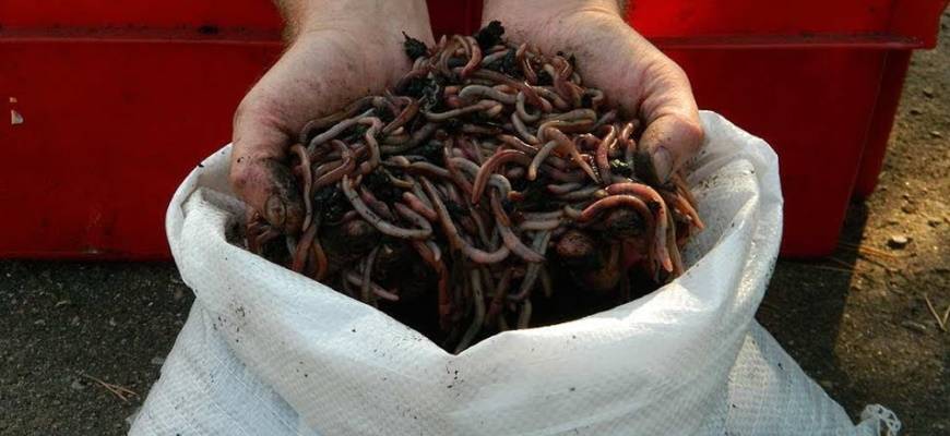 Морские черви для рыбалки: как добыть и сохранить?
