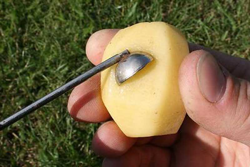 Ловля карпа на картофель