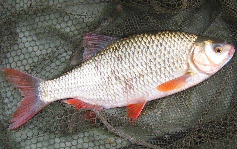 Белая речная рыба виды названия список: разбор вопроса