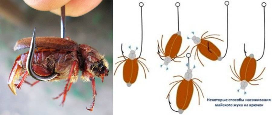 Использование майского жука: что можно поймать используя эту наживку