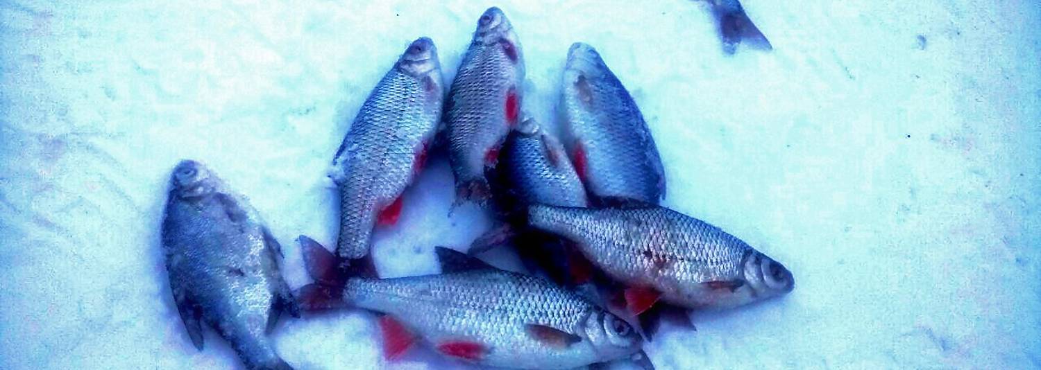 Рыбалка на яузском водохранилище: лучшие места, какую рыбу можно поймать